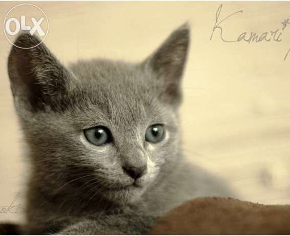 ANOKI KAMARI