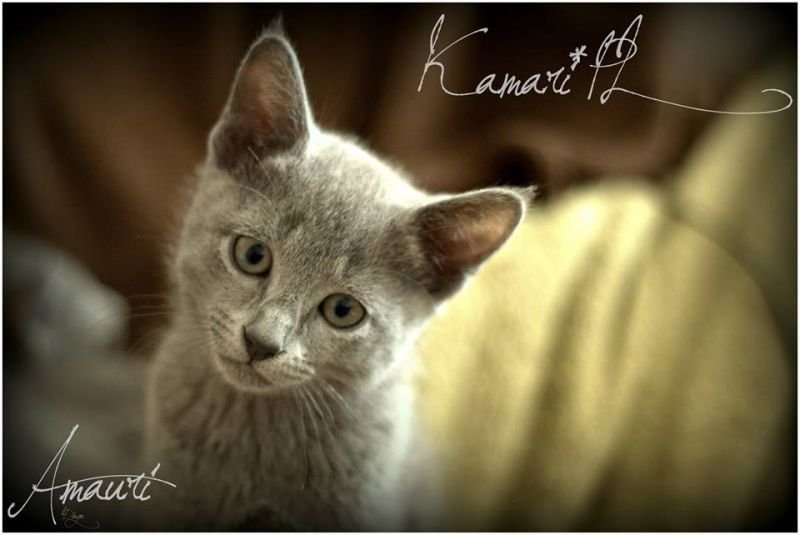 AMAURI KAMARI