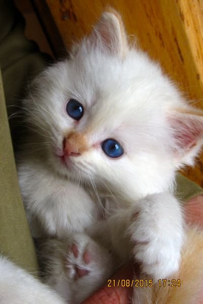 bilbo