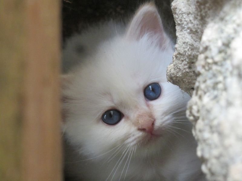 bobi