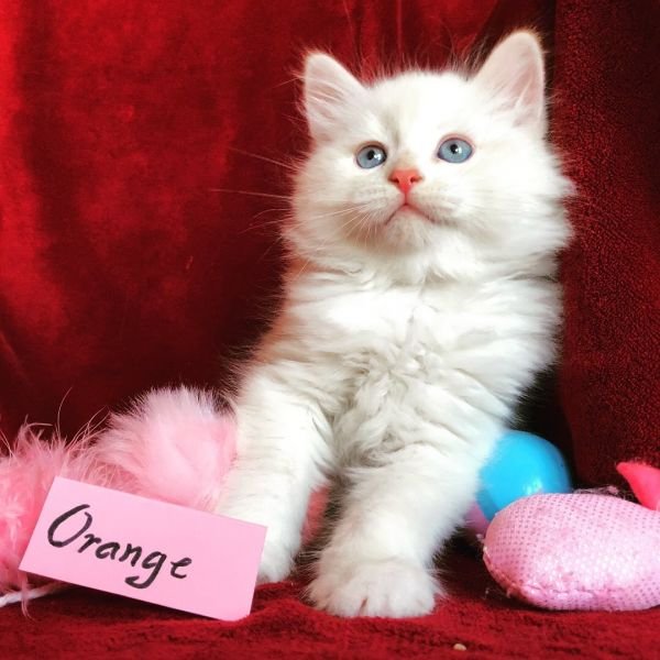 Orange of White Miracle, CZ