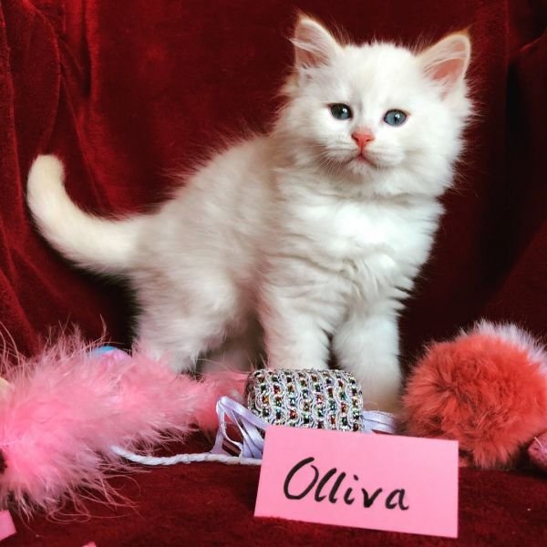 Olliva of White Miracle, CZ