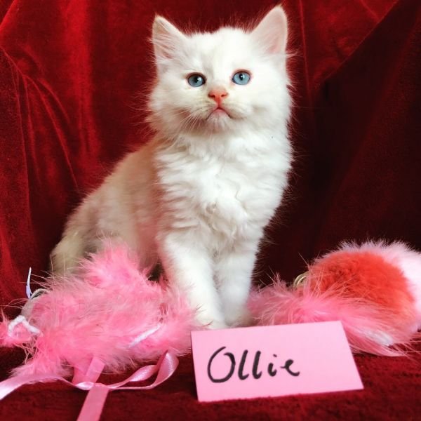 Ollie of White Miracle, CZ