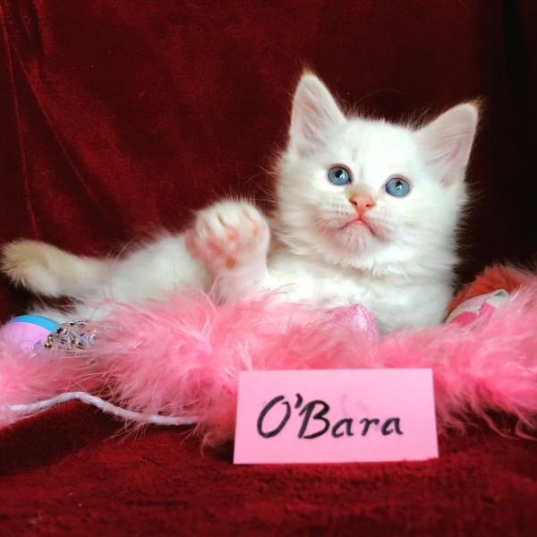 O'Bara of White Miracle, CZ