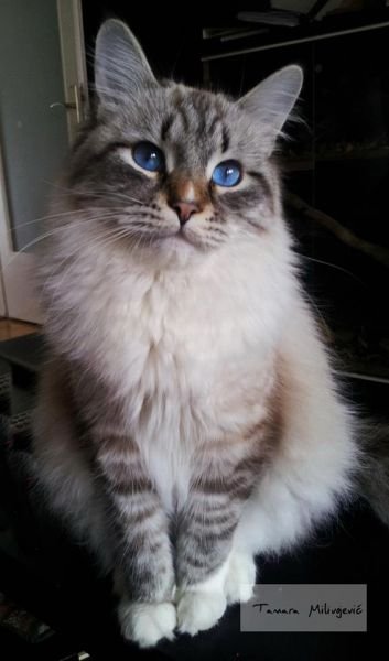 Vulcan Von Kopp