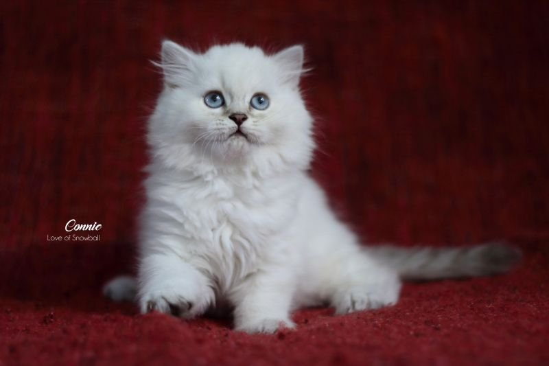 Connie Love of Snowball, CZ