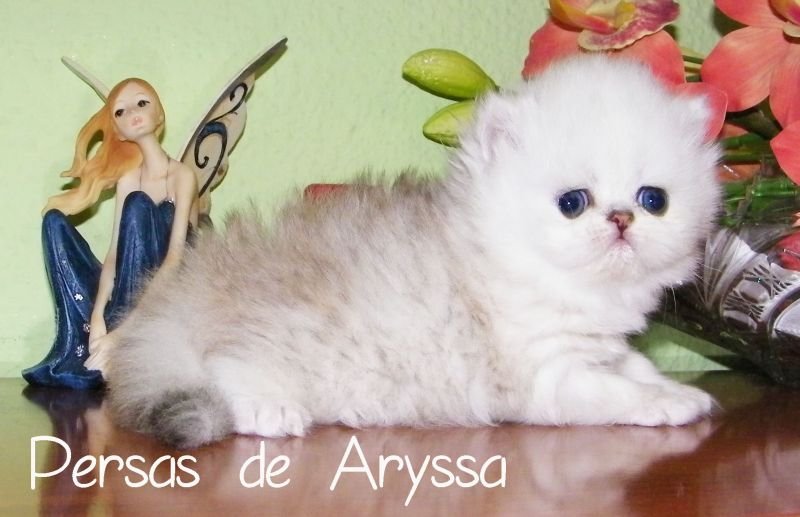 Sugus de Aryssa