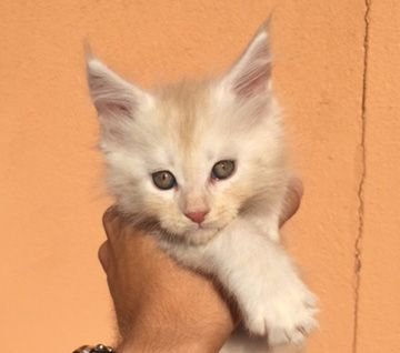 Bruce of Wambacat