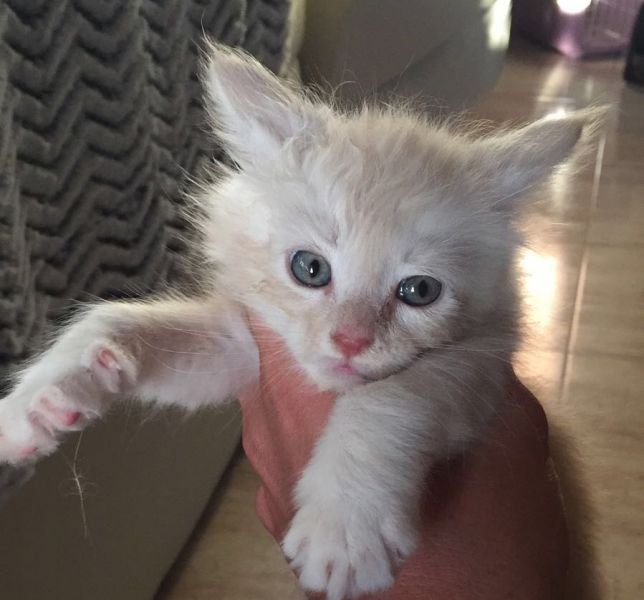 Brisa of Wambacat