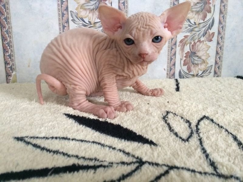 Boy