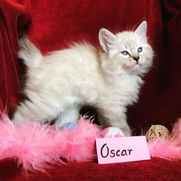 Oscar of White Miracle, CZ
