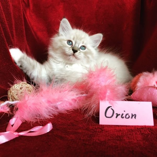 Orion of White Miracle, CZ