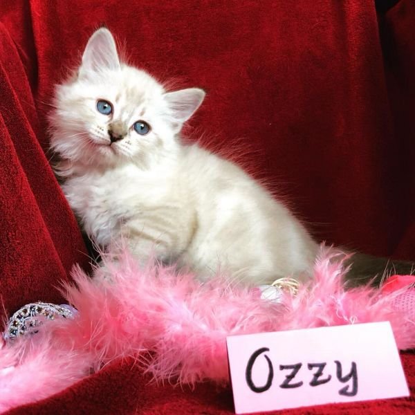 Ozzy of White Miracle, CZ