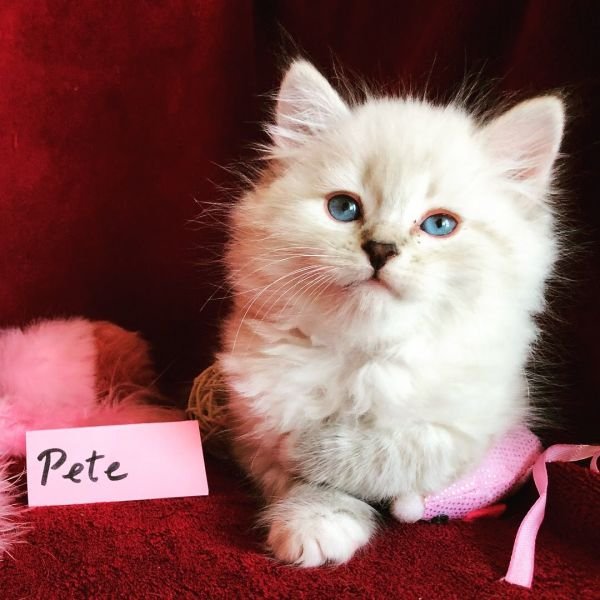 Pete  of White Miracle, CZ