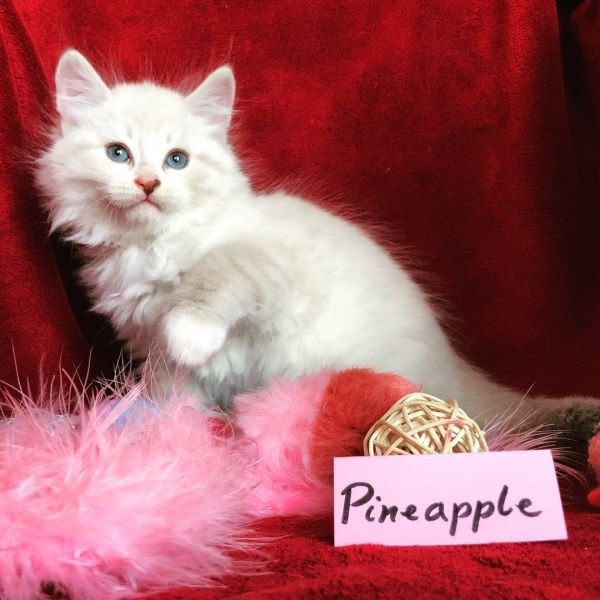 Pineapple  of White Miracle, CZ