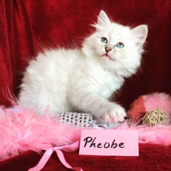 Pheobe of White Miracle, CZ