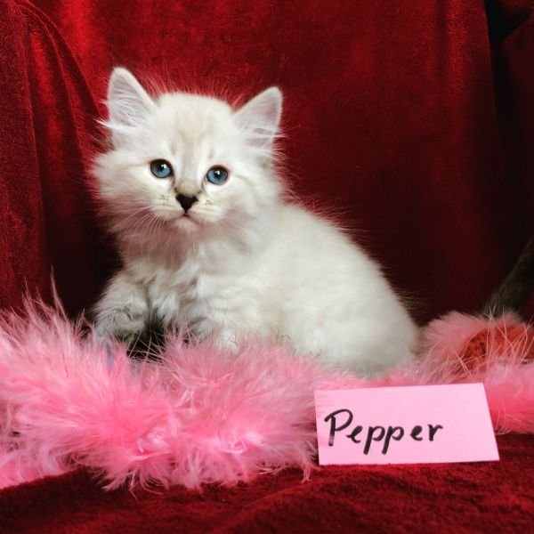 Pepper  of White Miracle, CZ