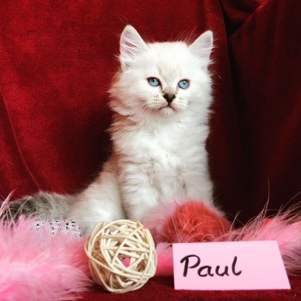 Paul  of White Miracle, CZ