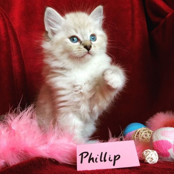 Phillip  of White Miracle, CZ