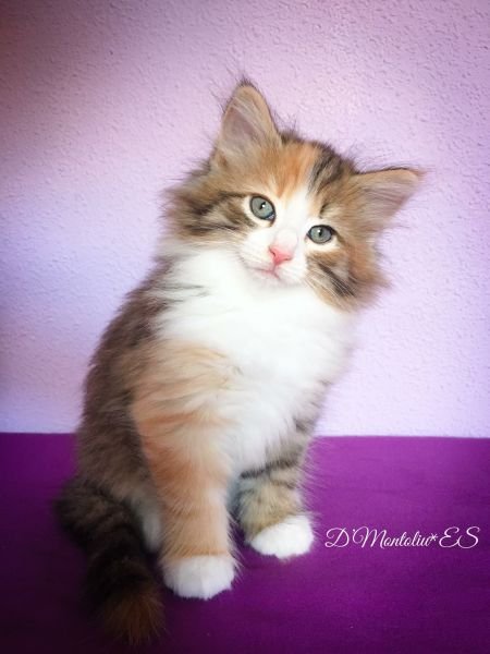 Baelo Claudia D’Montoliu*ES