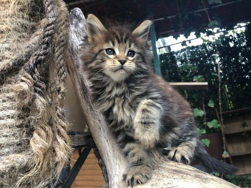 Maine Coon