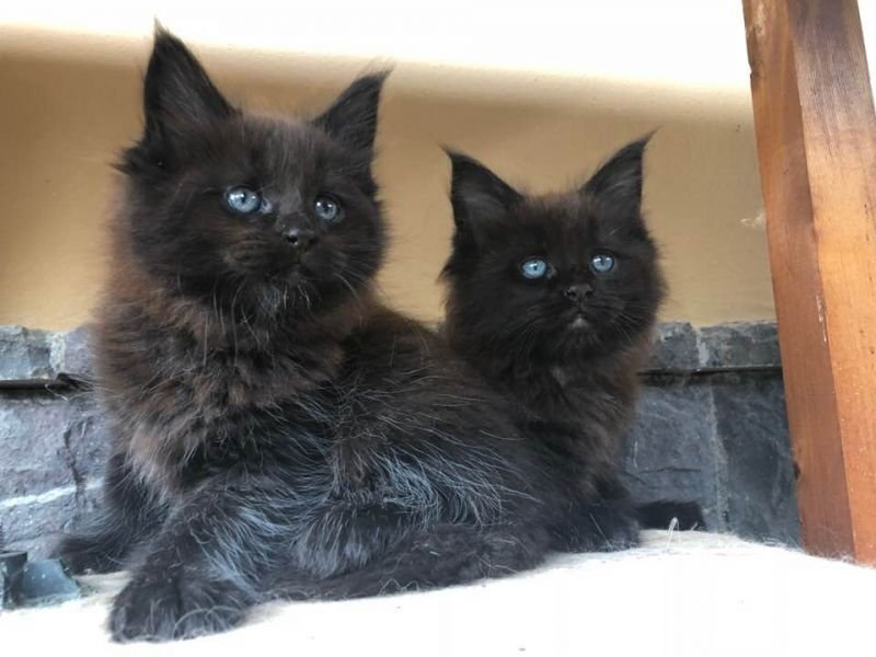 Maine Coon