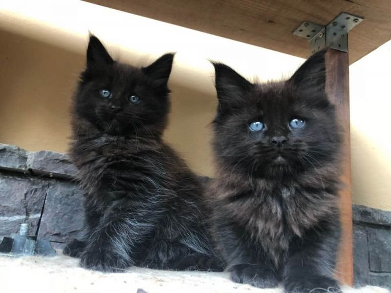 Maine Coon