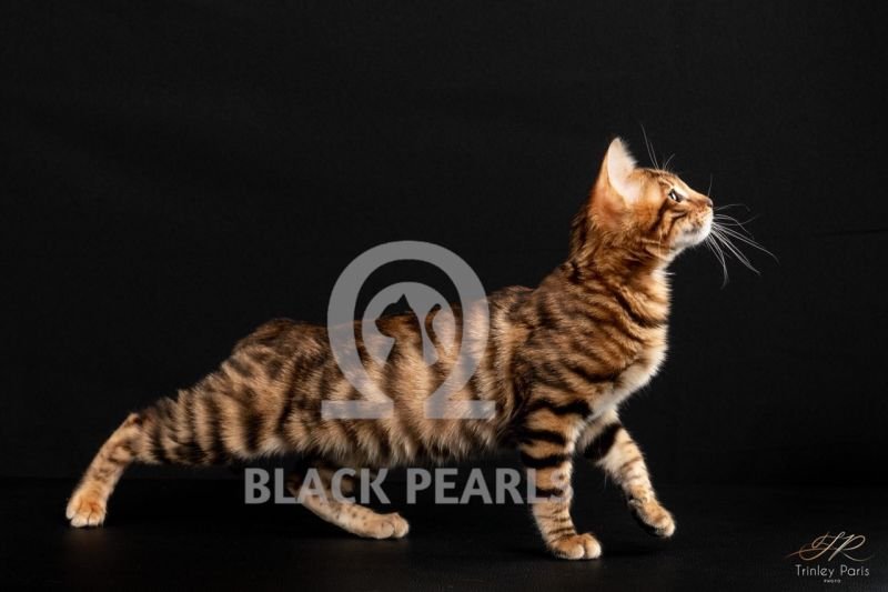 Black Pearls Opal