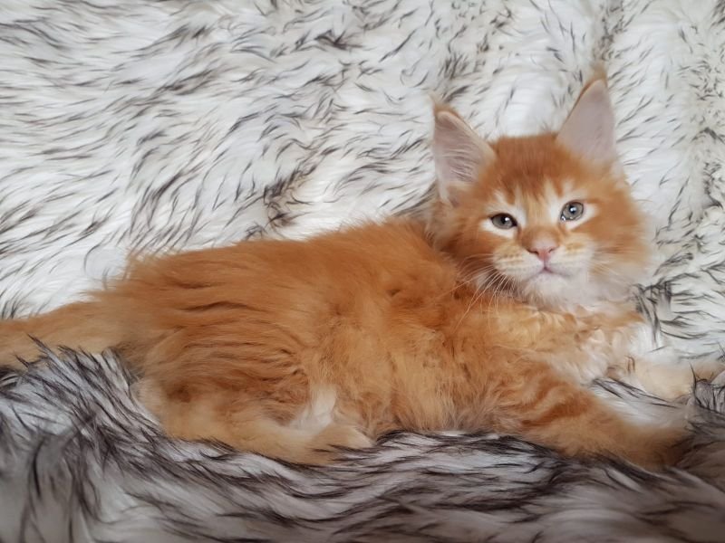 Maine Coon
