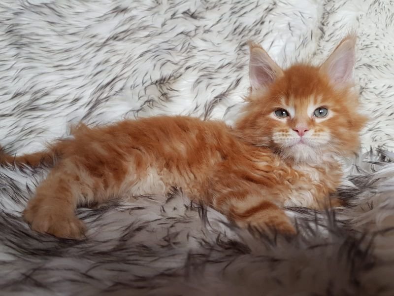 Maine Coon