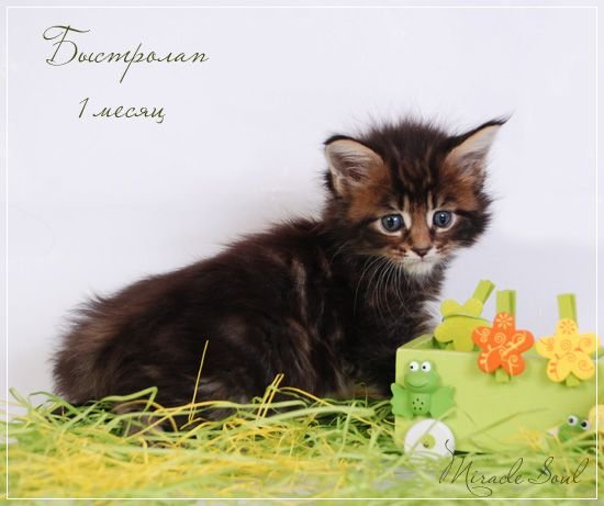 Miracle Soul Quickpaw 