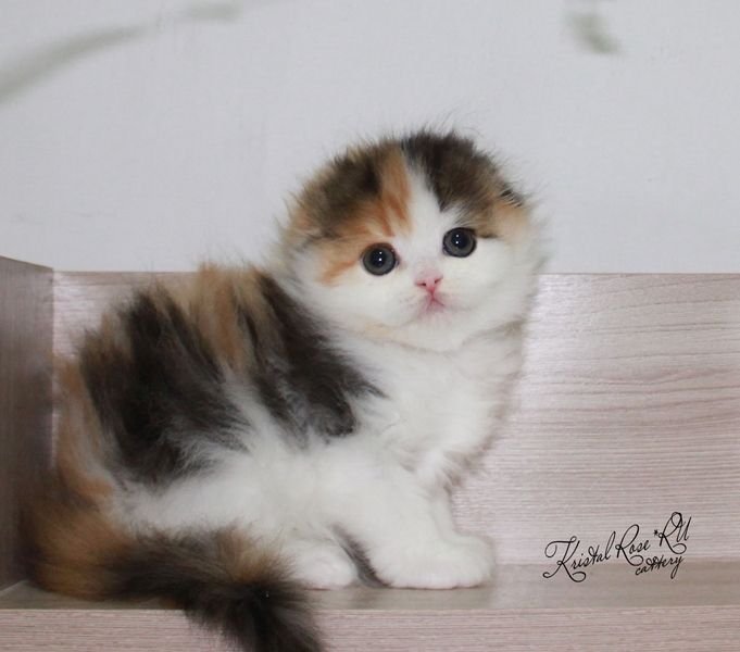 Vicky Kristal Rose*RU
