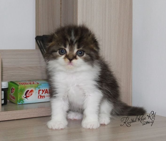 Vincenzo  Kristal Rose*RU