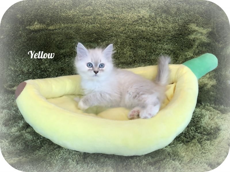 Yellow (temporary name)