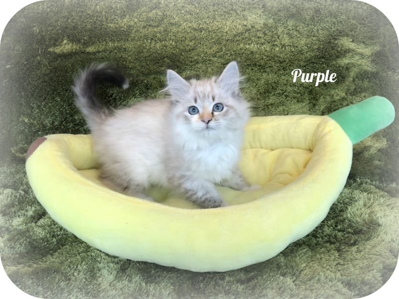 Purple (temporary name)