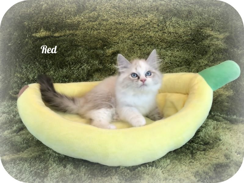 Red (temporary name)