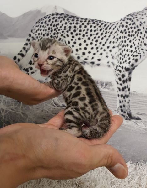 Bengal