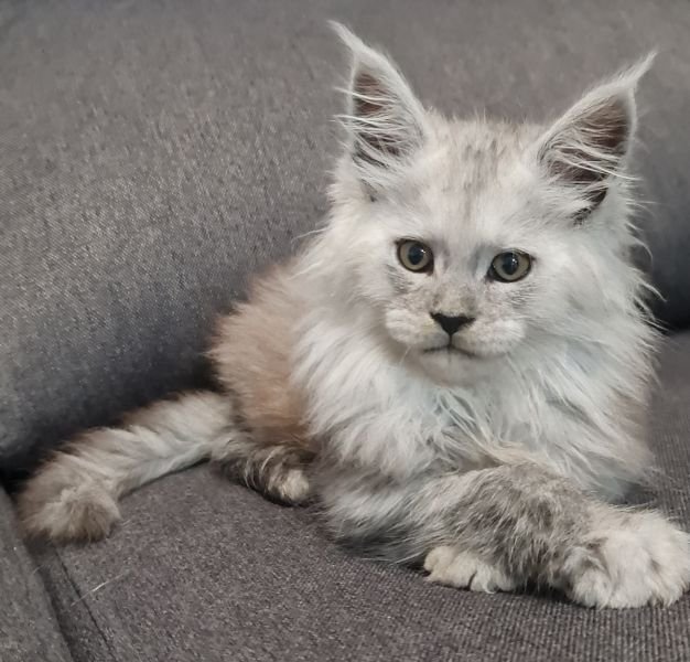 Maine Coon