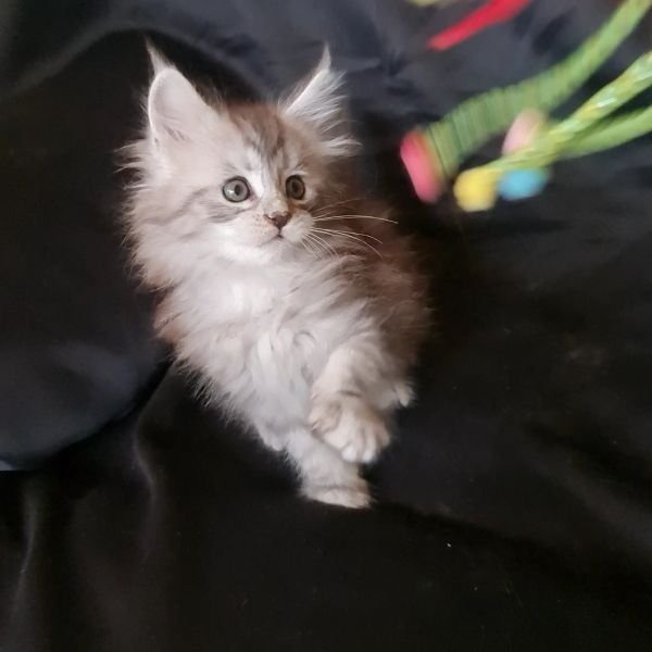 Maine Coon