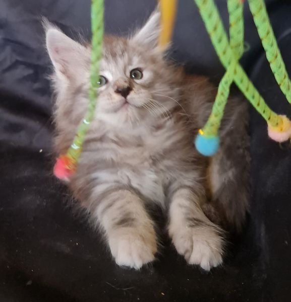Maine Coon
