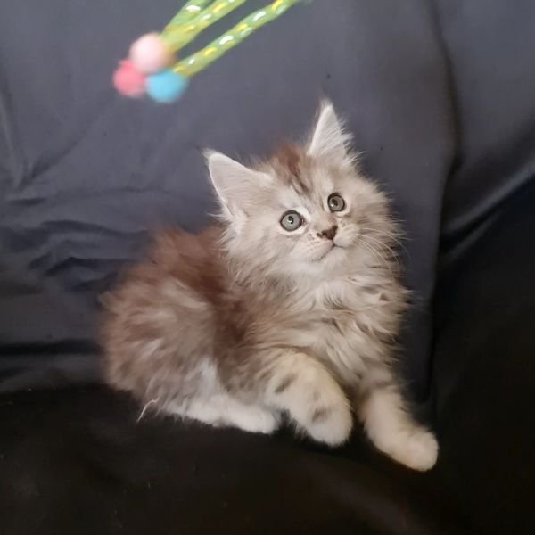 Maine Coon