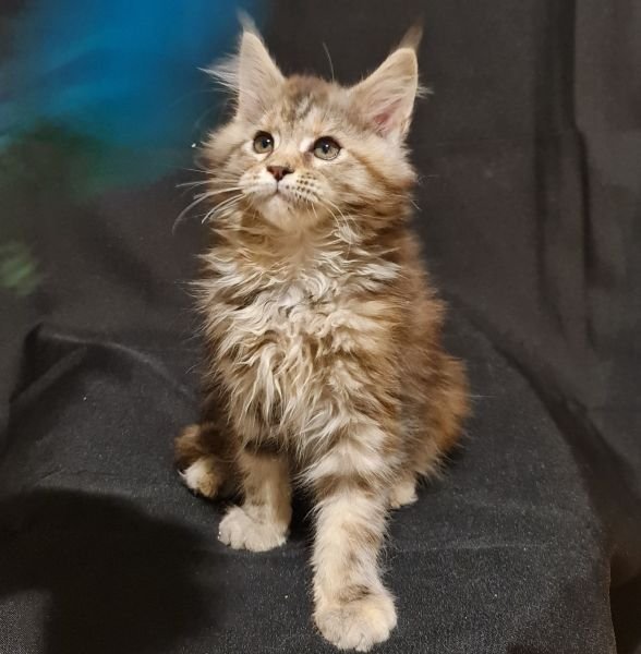 Maine Coon