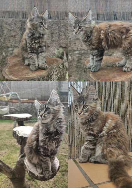 Maine Coon