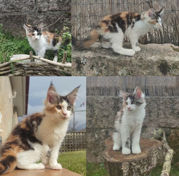 Maine Coon