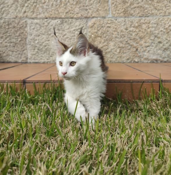 Maine Coon
