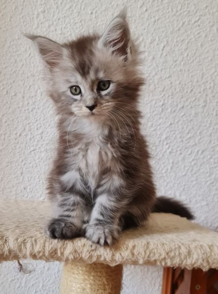 Maine Coon
