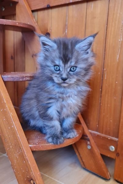 Maine Coon