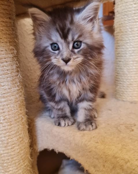 Maine Coon