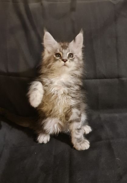 Maine Coon