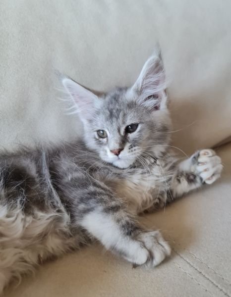 Maine Coon